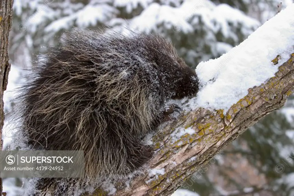 Porcupine on branch during winter snow (Erethizon dorsatum) Minnesota Northwoods controlled situation