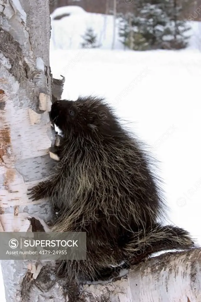 Porcupine climbing up branch during winter snow (Erethizon dorsatum) Minnesota Northwoods controlled situation