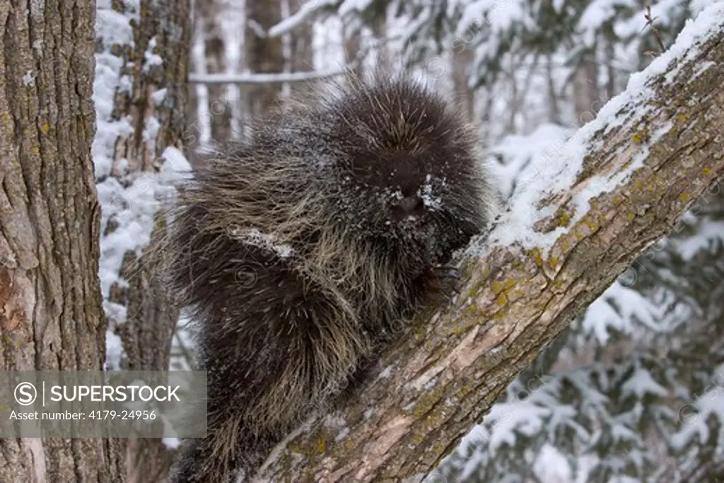 Porcupine on branch during winter snow (Erethizon dorsatum) Minnesota Northwoods controlled situation
