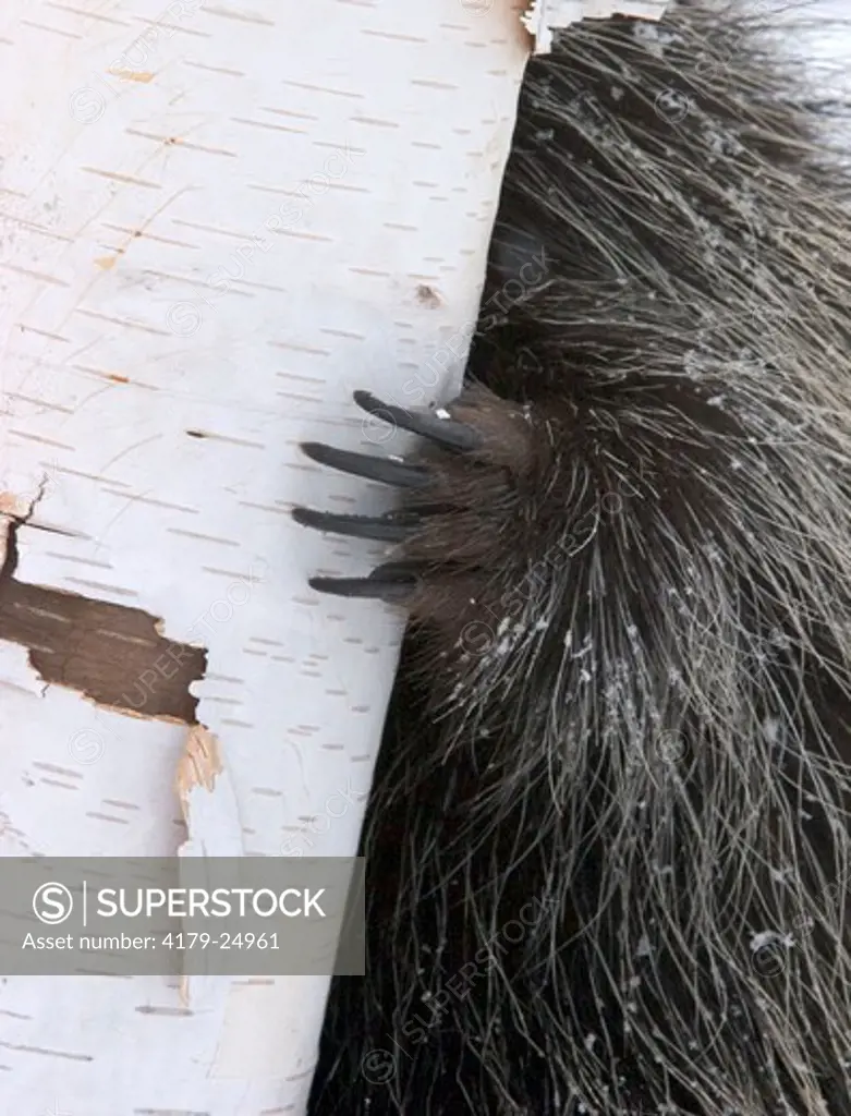 Porcupine claw (Erethizon dorsatum) Minnesota Northwoods controlled situation