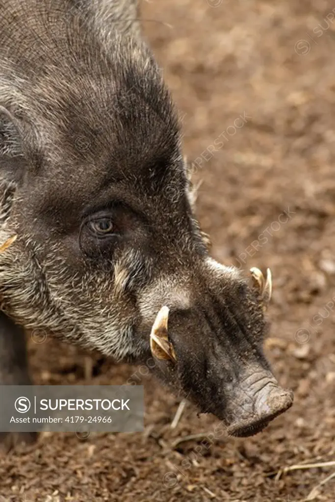 Visayan Warty Pig (Sus cebifrons) Critically Endangered, San Diego Zoo, California