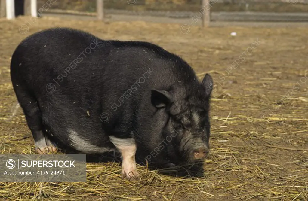 Vietnamese Pot-Bellied Pig Snelgrove, Ontario