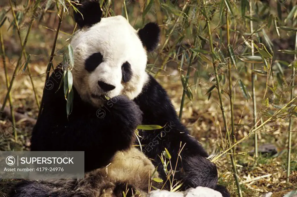 Giant Panda eating Bamboo (Ailuropoda melanoleuca) Wolong Panda Reserve China