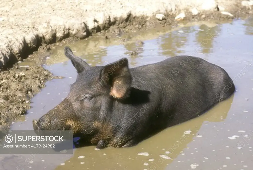 Crossbred Boar of Wild Boar & Texas Red Wattle Pig cooling off in  pond Durham, Ontario Canada
