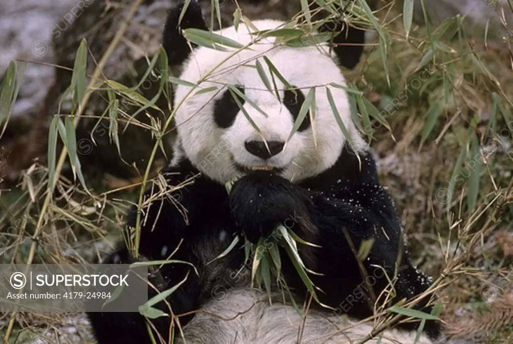 Giant Panda (Ailuropoda melanoleuca), Wolong Panda Reserve, China