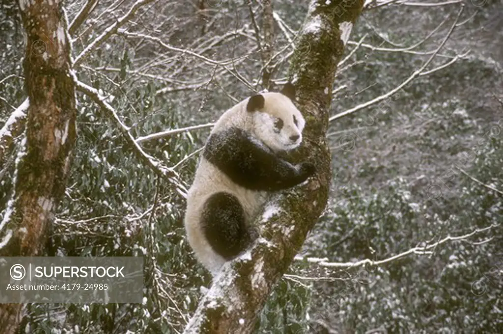 Giant Panda Cub (Ailuropa melanoleuca), Wolong Panda Reserve, China