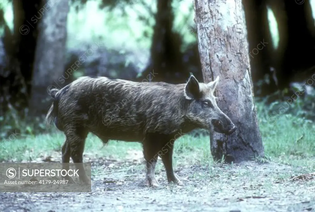 Feral Hog - Wild Boar Myakka River State Park Florida USA