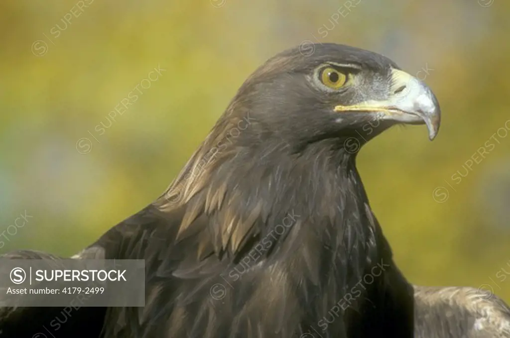 Golden Eagle (Aquila chrysaetos), CSU Raptor Center, Colorado