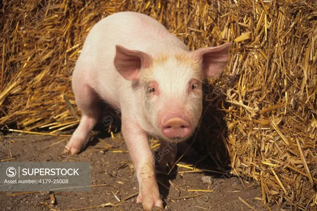 Yorkshire Pig, Shiawassee Co., MI