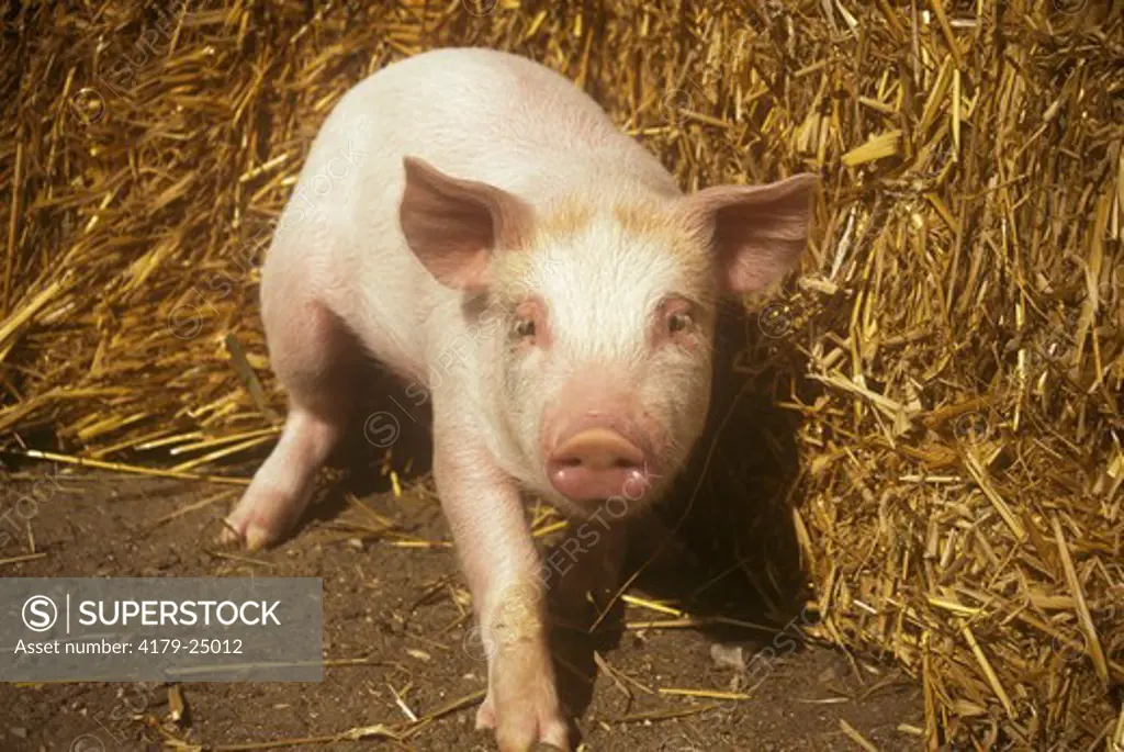 Yorkshire Pig, MI Shiawassee Co.