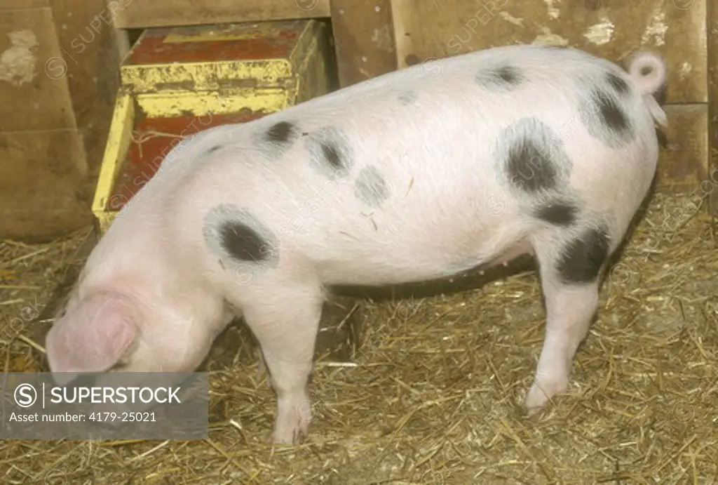 Pig, Gloucestershire Old Spots (Rare Breed) Kelmscott Farm, ME