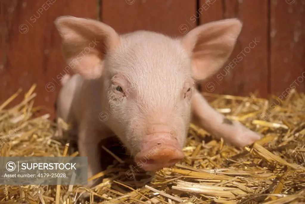 Baby Piglet in Hay, wide angle, Mt. Charlevoix Co., MI