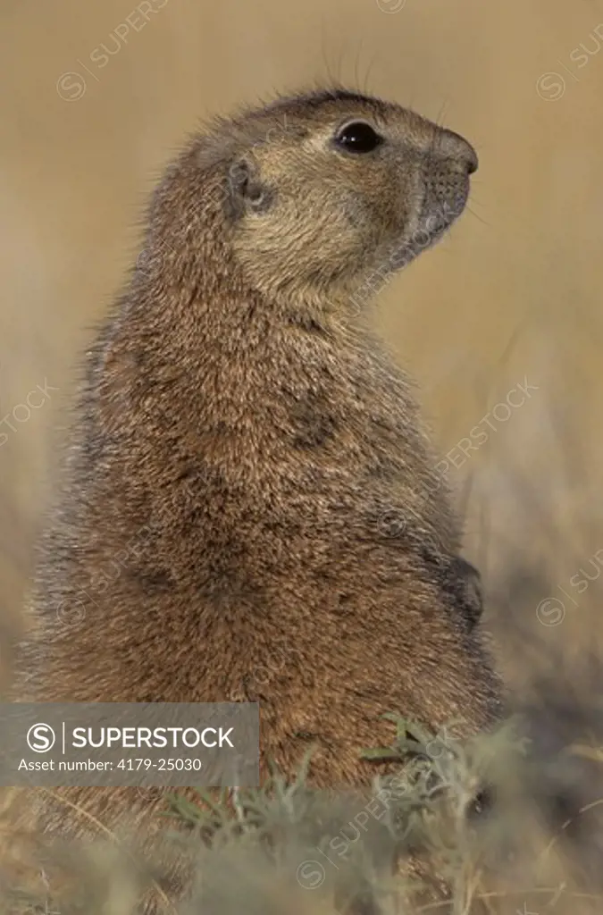 Black-tailed Prairie Dog looking over Shoulder, Devil's Tower, WY