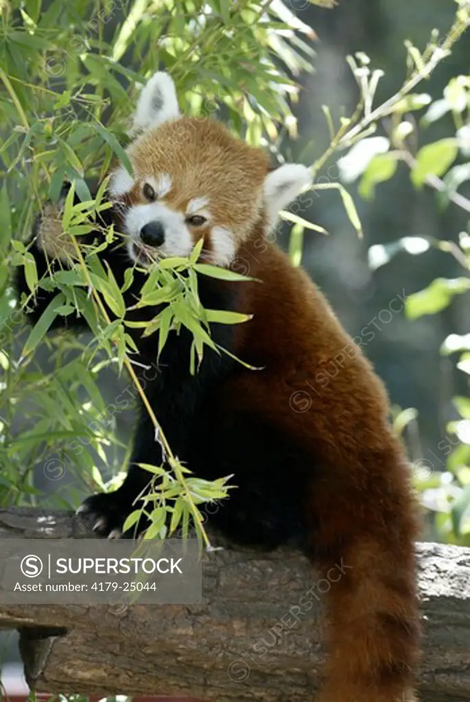 Red Panda (Ailurus fulgens fulgens), adult feeding, Asia