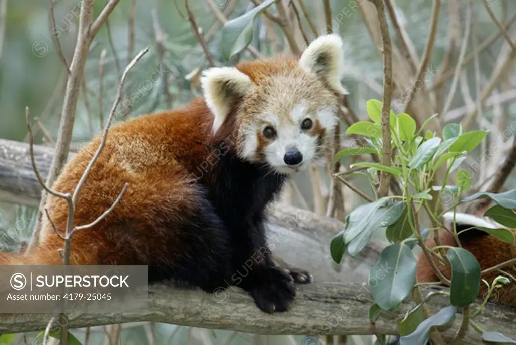 Red Panda (Ailurus fulgens fulgens), juvenile, Asia