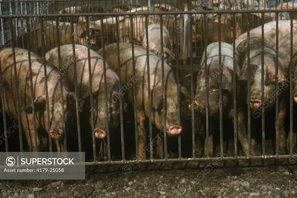 Hogs on a Hog Farm, N. IL