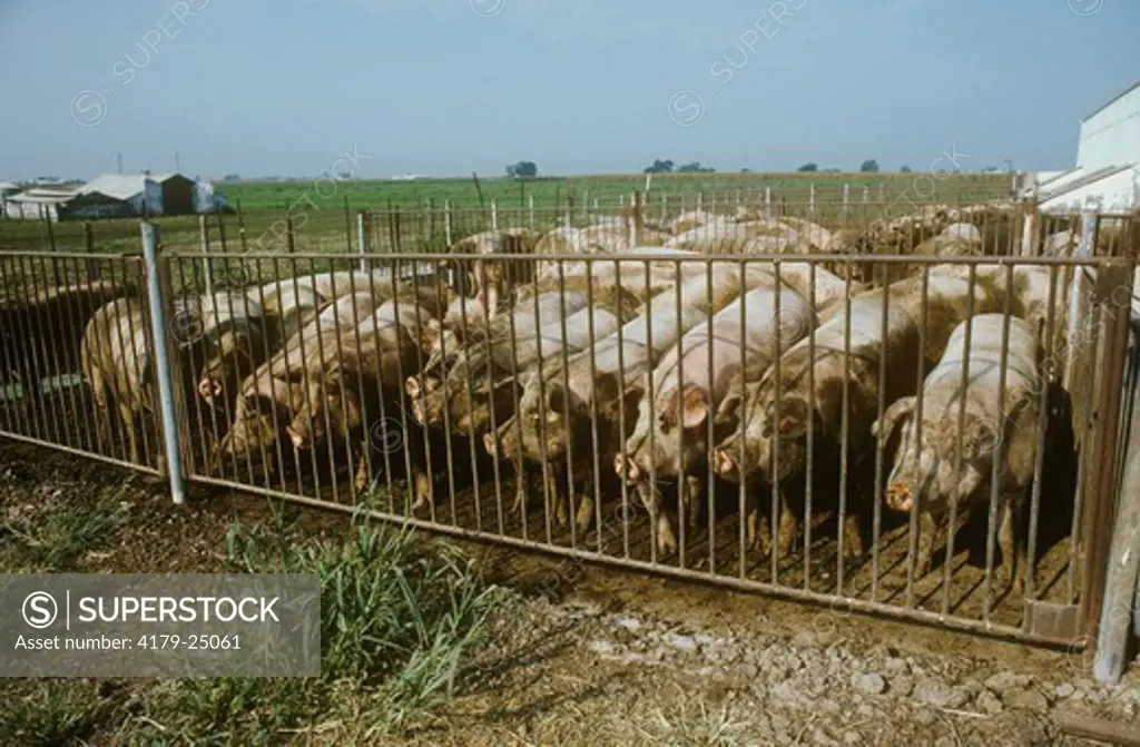 Hogs on a Hog Farm, N. IL
