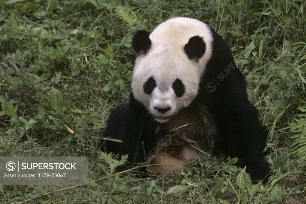 Giant Panda, Wolong Nature Preserve, Sichuan, China