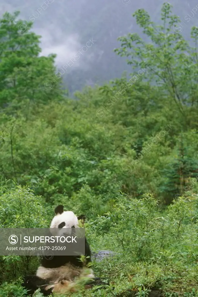 Giant Panda Wolong Nature Reserve Sichuan, China