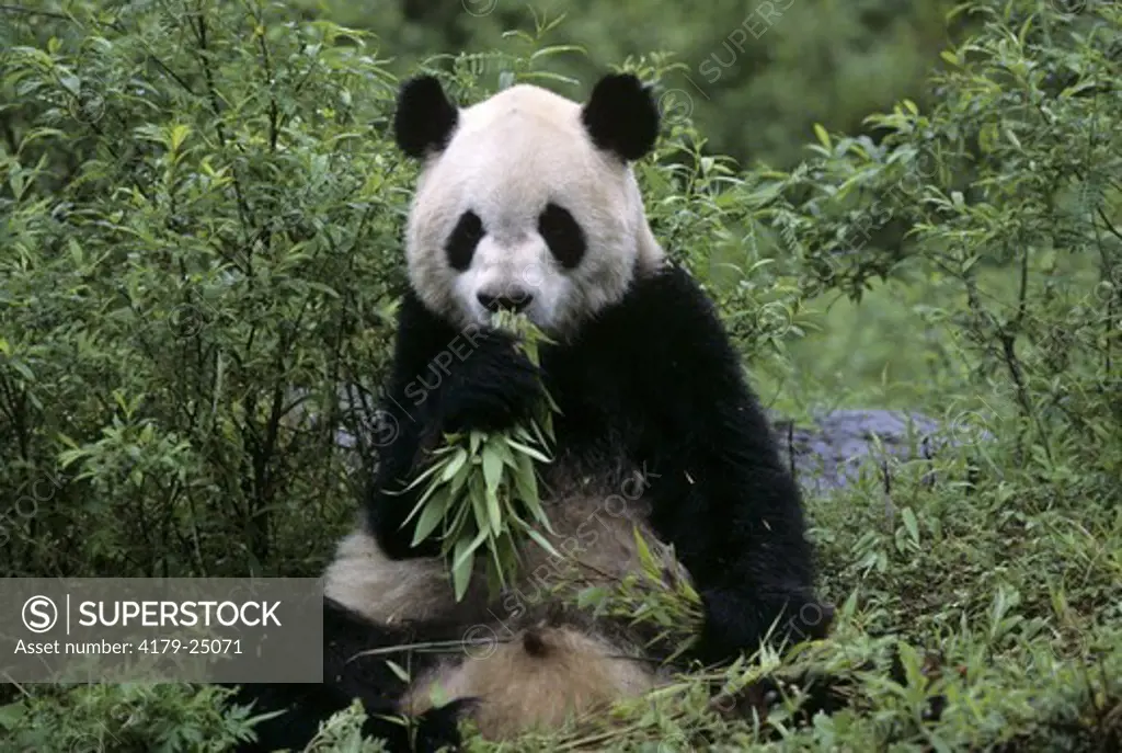 Giant Panda, Wolong Nature Reserve, Sichuan, China