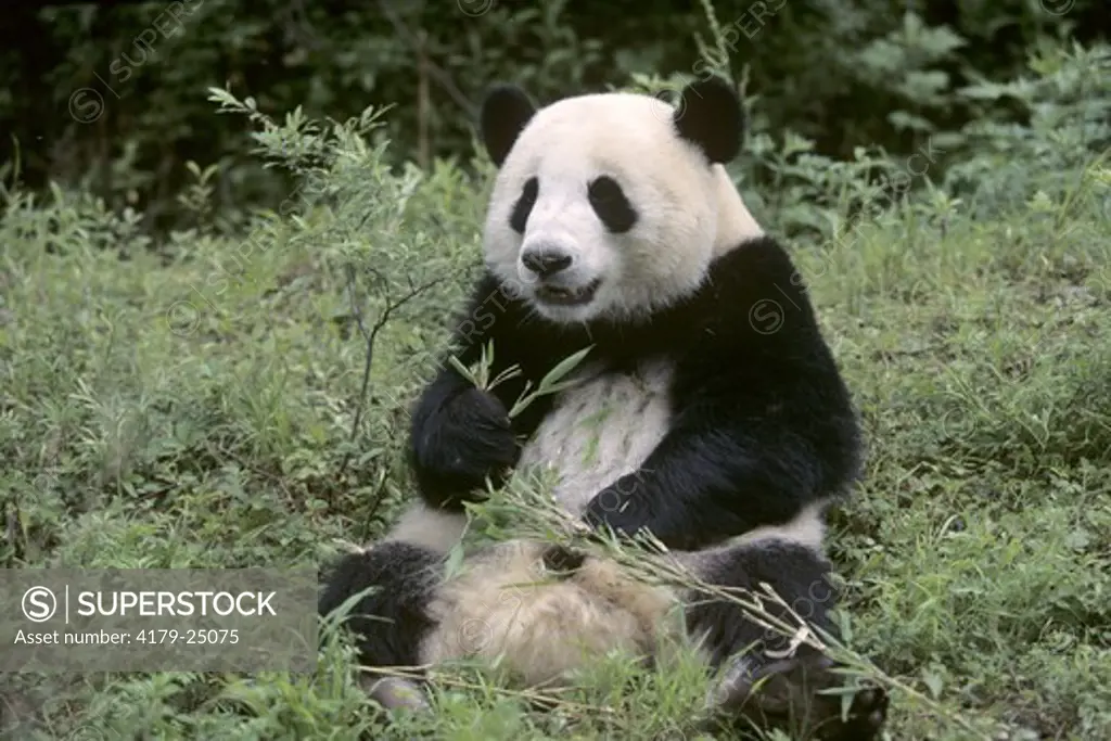 Giant Panda, Wolong Nature Reserve, Sichuan China