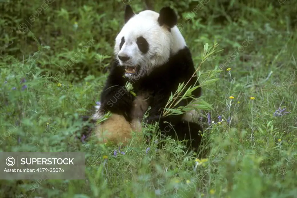 Giant Panda Wolong Nature Reserve Sichuan China