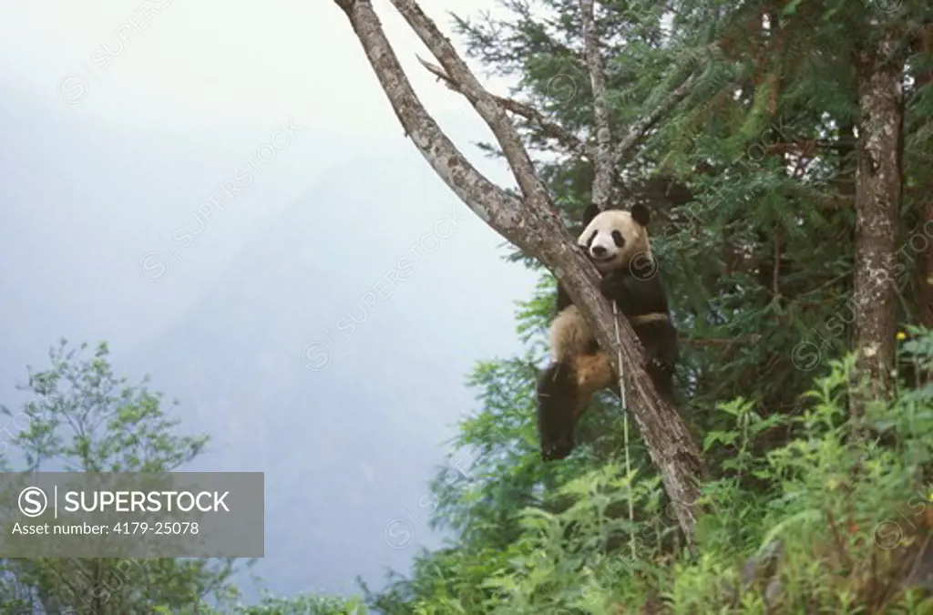 Giant Panda Wolong Nature Reserve Sichuan, China