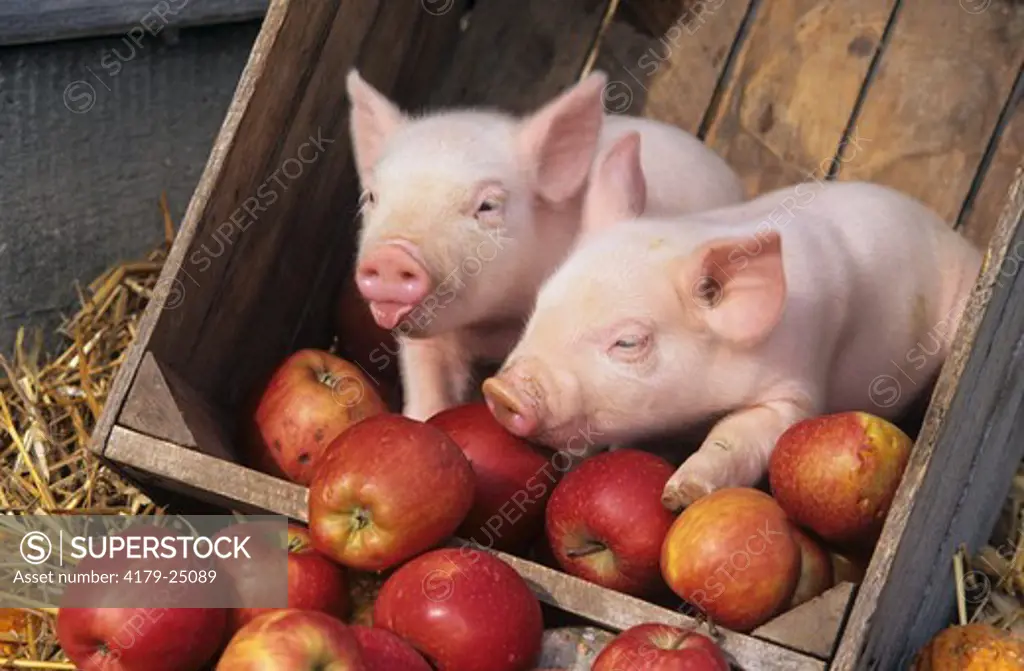 Mixed Breed Swine Piglets in apple crates - Illinois