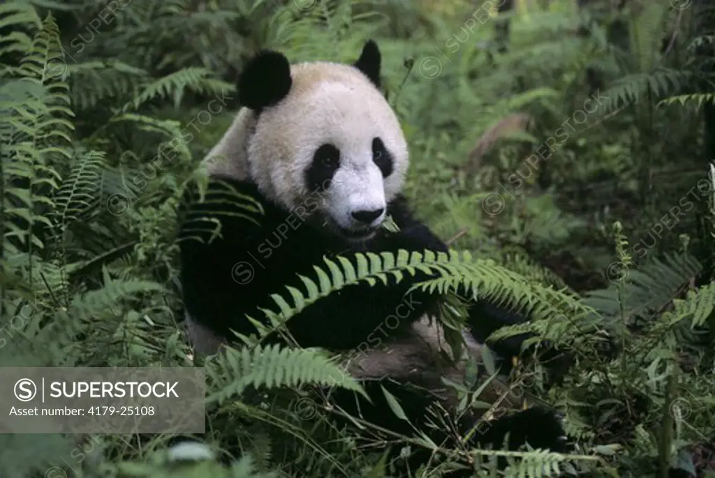 Giant Panda, Wolong NR, China