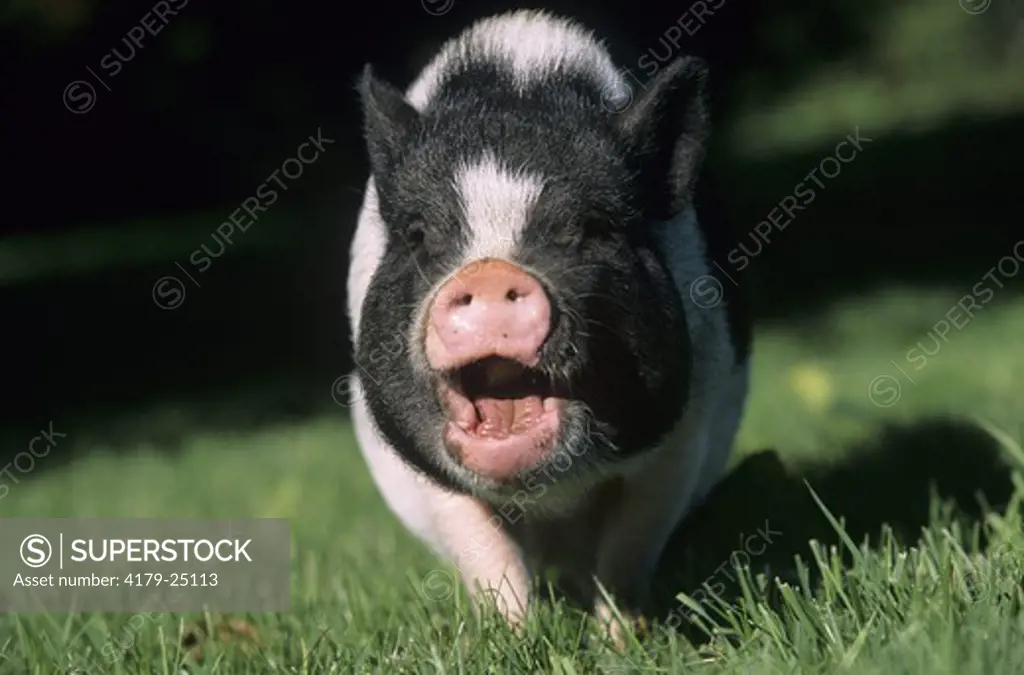 Pot-bellied Pig