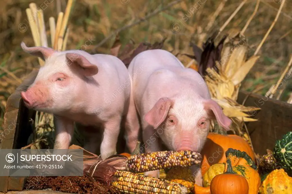 Mixed Breed Piglets