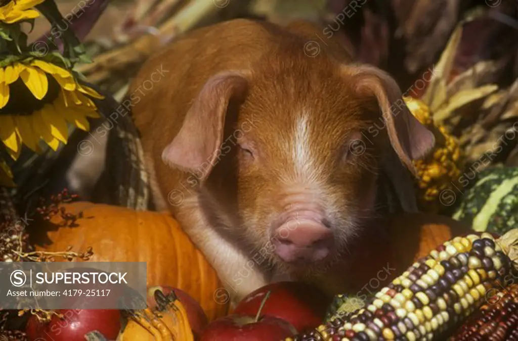 Mixed Breed Piglet  and Autumn Harvest