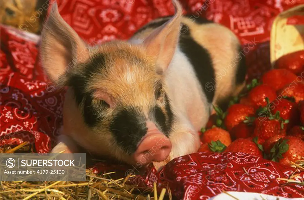 Mixed Breed Piglet and Strawberries
