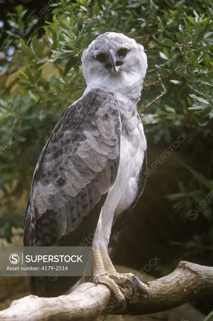 Harpy Eagle (Harpia harpyja), South America