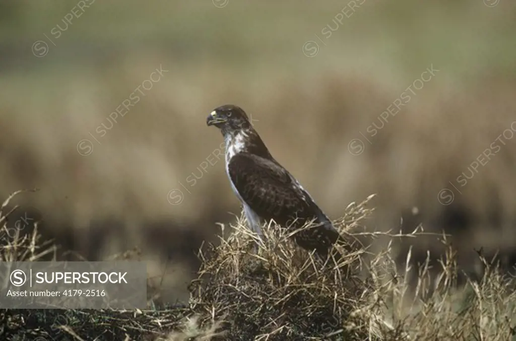 African Hawk Eagle (Hieraaetus spilogaster) Mara, Kenya