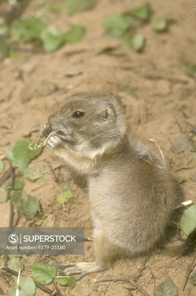 Black-tailed Prairie Dog (Cynomys ludovicianus), young eating