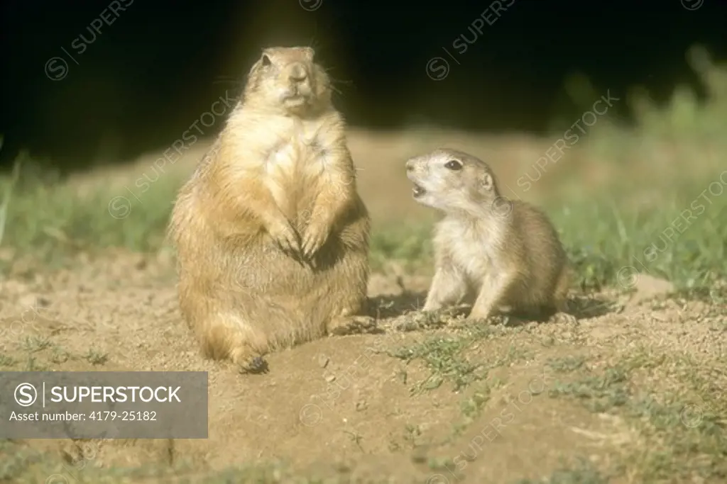 Black-tailed Prairie Dog with Young (Cynomys ludovicianus)