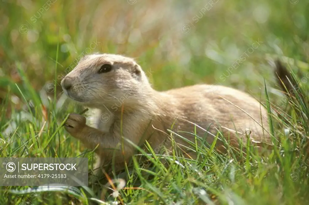 Black-tailed Prairie Dog, young (Cynomys ludovicianus)