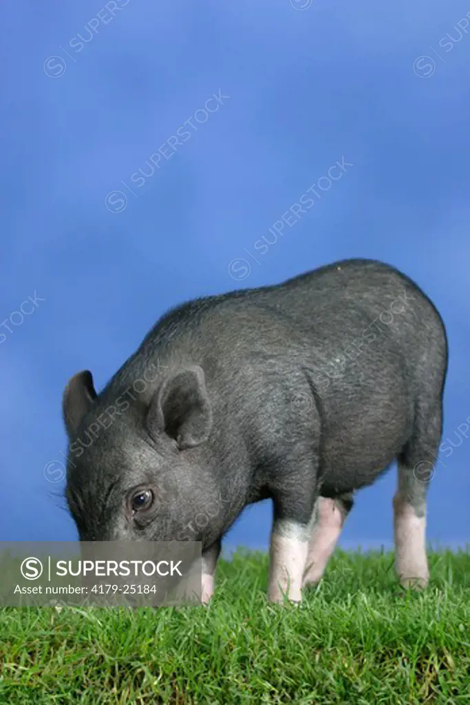 Mini Pig, 3 month