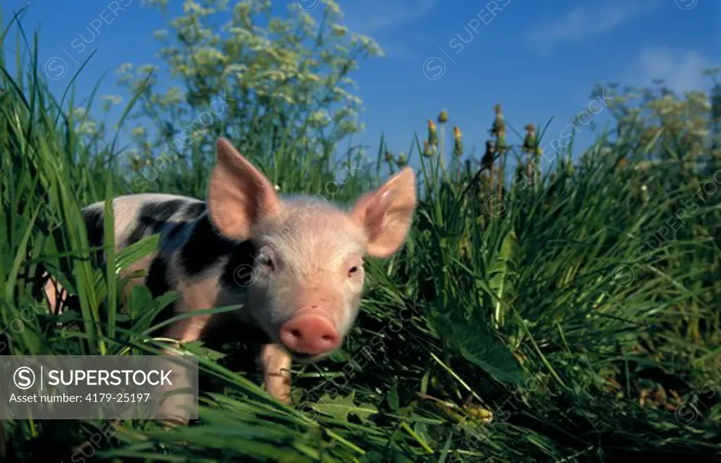 Domestic Piglet, Bavaria, Germany