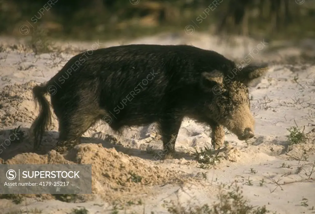 Feral Hog in the Sand Dunes Cumberland Island Georgia