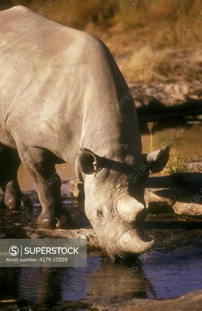 Black Rhinoceros drinking (Diceros bicornis) Zimbabwe