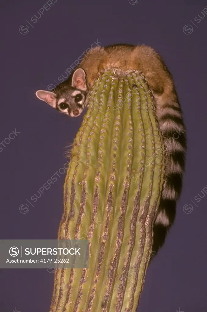 Ringtail (Bassaniscus astutus), Tucson, AZ on cactus