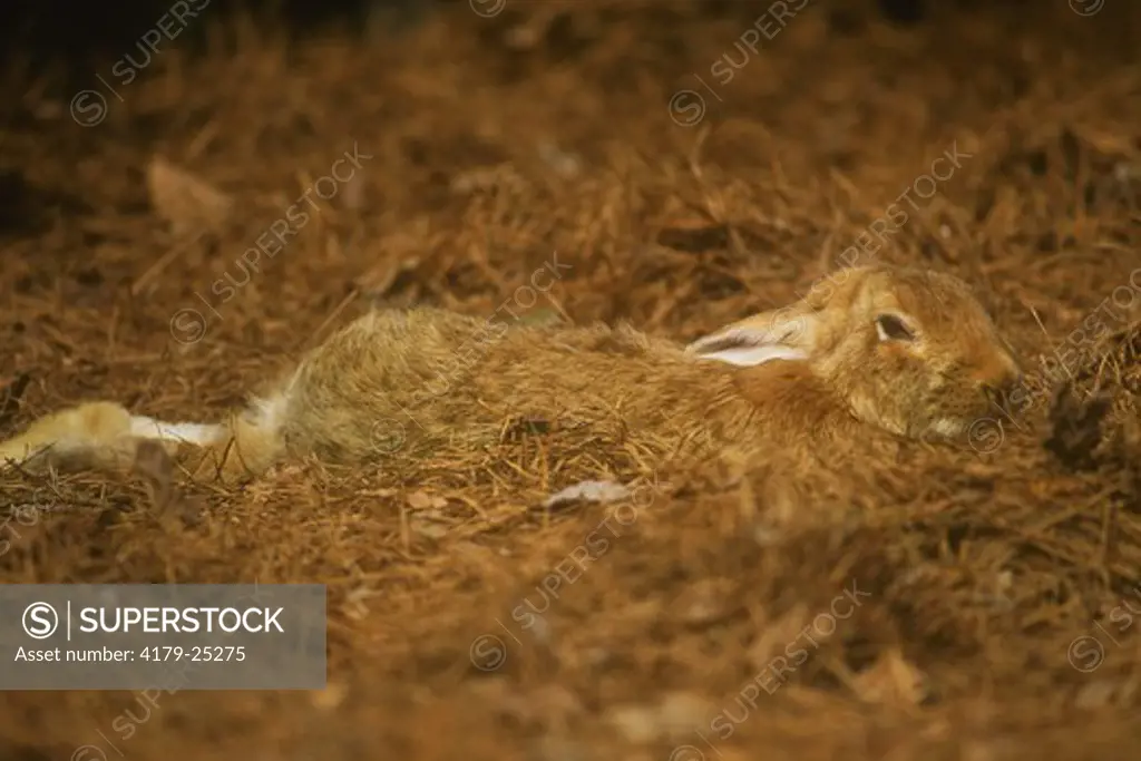 Domestic Rabbit, Giant Flemish, (Oryctolagus cuniculus)