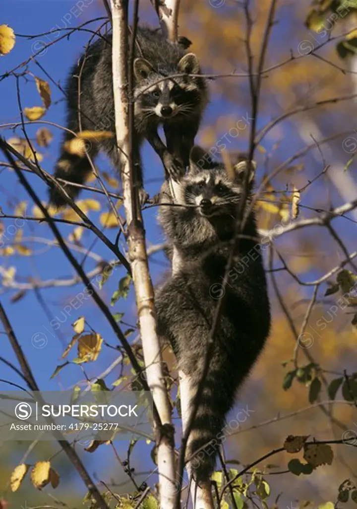 Raccoons in Alder Tree (Procyon lotor), MN, IC
