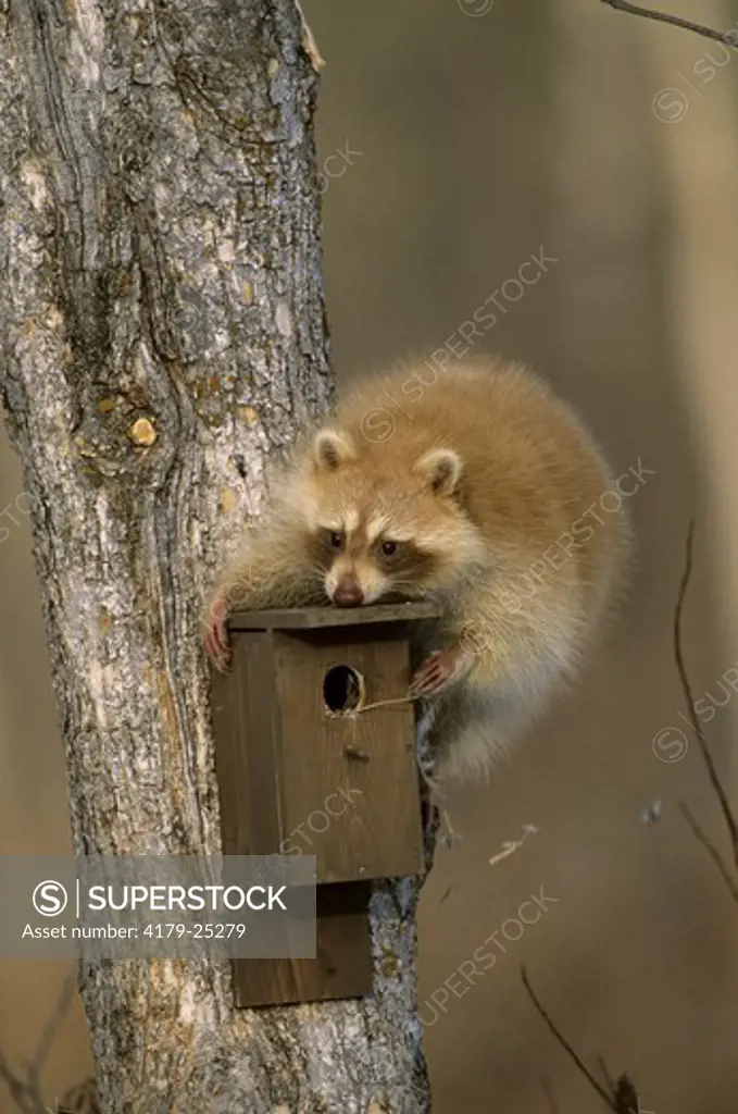 Raccoon, Blond Phase, raids empty bird house (Procyon lotor) Pine County, MN