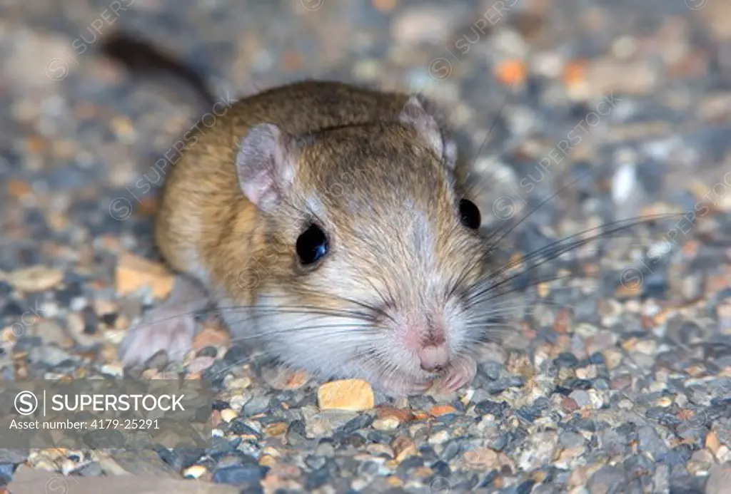 Ord's Kangaroo Rat (Dipodomys ordii) Mono County, California, USA