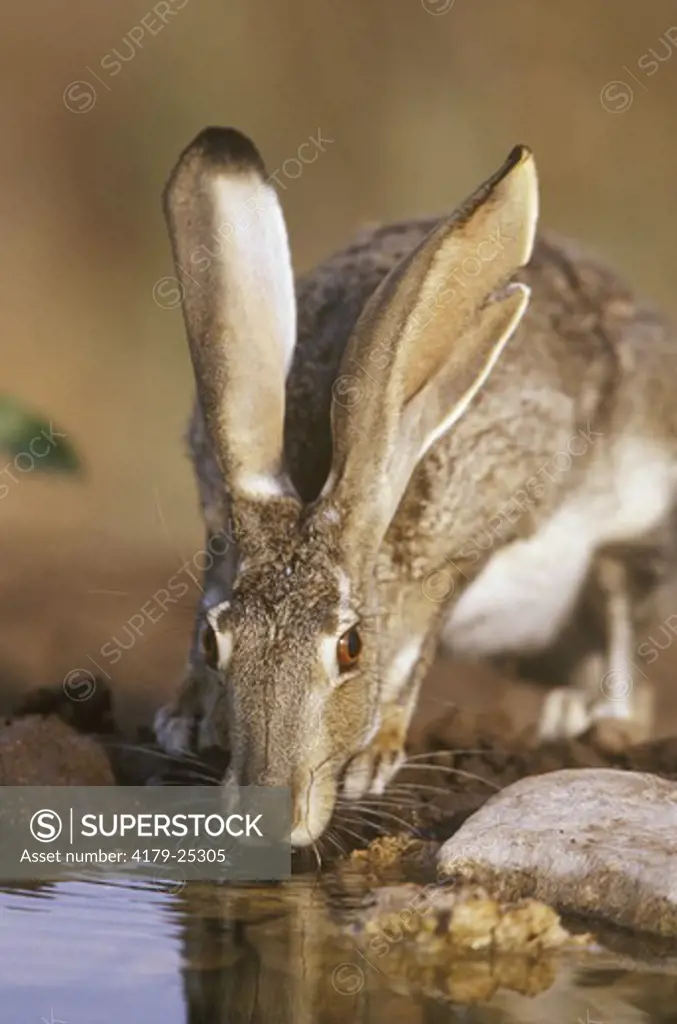 Black-tailed Jack Rabbit (Lepus californicus) drinking at water Starr Co. TX, Texas
