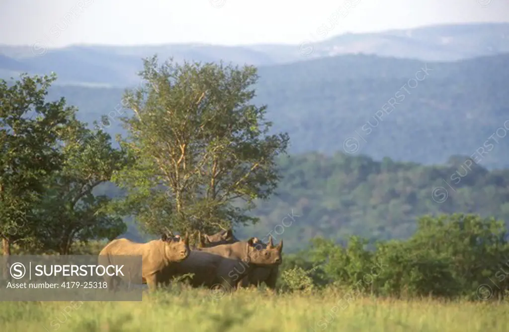 Black Rhinos in Veld (Diceros bicornis) Hluhluwe Umfolozi Park, Natal, RSA