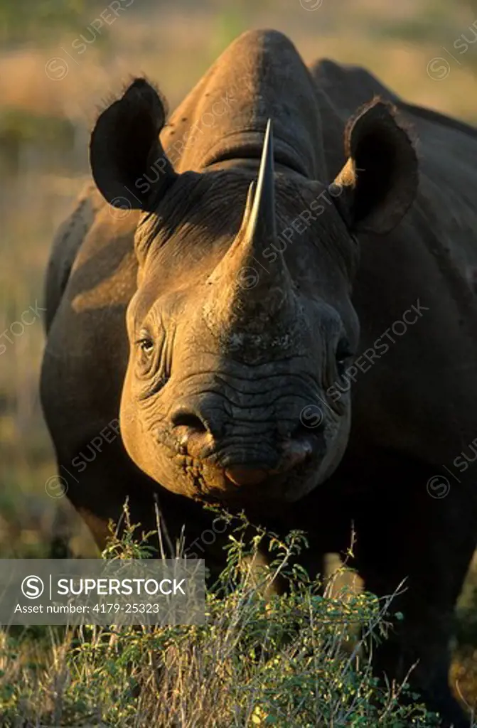 Black Rhino. Hluhluwe Umfolozi Park. KwaZulu-Natal. South Africa.